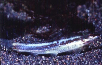 Aquaristik Salmler Michael Schlüter